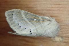 Bombycopsis tephrobaphes