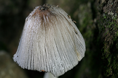 Coprinopsis alopecia