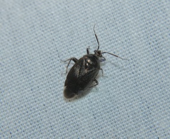 Deraeocoris sayi