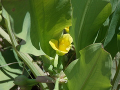 Limnocharis