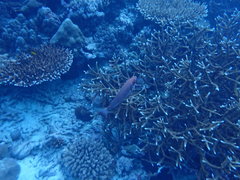 Priacanthus