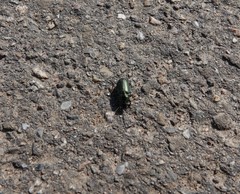 Poecilus versicolor