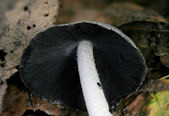 Coprinopsis alopecia