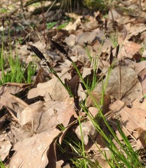 Carex montana