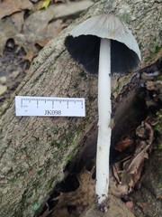 Coprinopsis alopecia