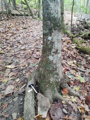 Coprinopsis alopecia