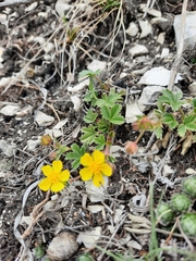 Potentilla incana