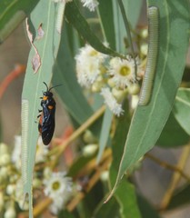 Lophyrotoma interrupta