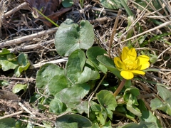 Ficaria verna