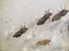 Bactericera cockerelli