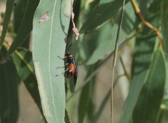 Lophyrotoma interrupta