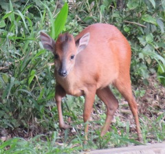 Cephalophorus natalensis natalensis