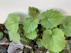 Alliaria petiolata