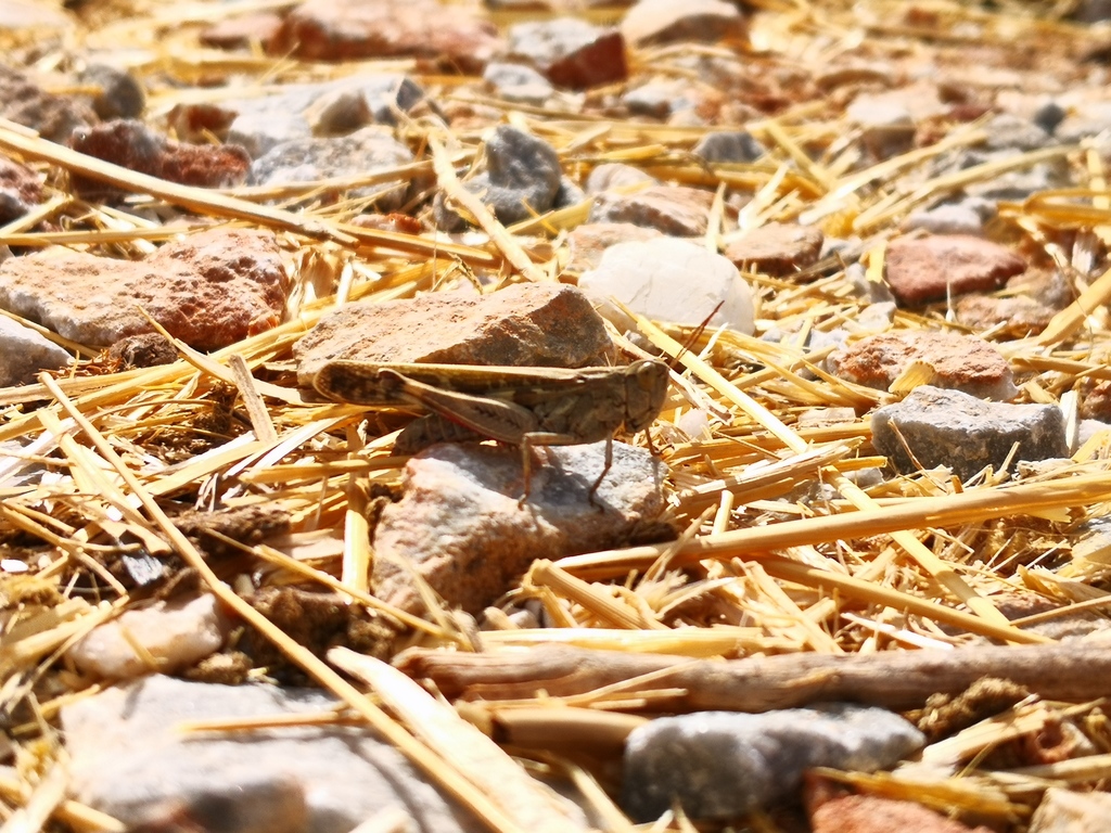 Slender Green-winged Grasshopper