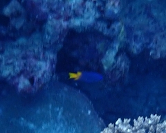 Pomacentrus umbratilus