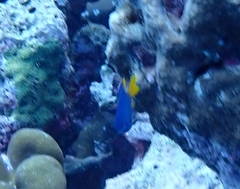 Pomacentrus umbratilus