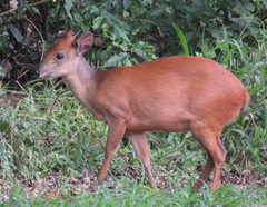 Cephalophorus natalensis natalensis