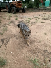 Lupulella adusta adusta