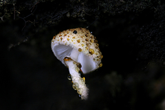 Leucoagaricus dacrytus