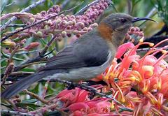 Western Spinebill photo 2