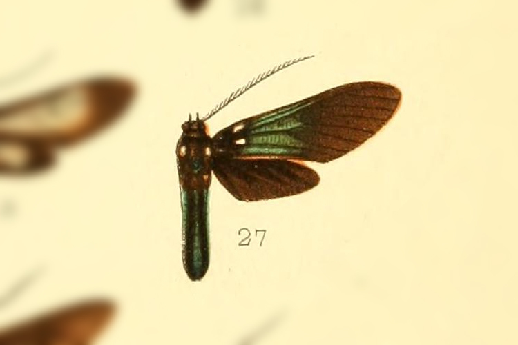 Saurita bipuncta