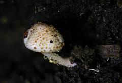 Leucoagaricus dacrytus