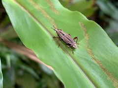 Sphenocorynes kosempoensis