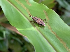 Sphenocorynes kosempoensis