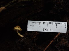 Leucoagaricus dacrytus