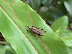 Sphenocorynes kosempoensis