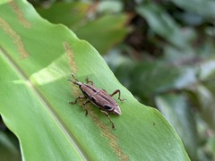 Sphenocorynes kosempoensis