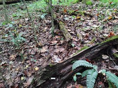 Leucoagaricus dacrytus