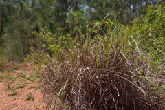 Eulalia quadrinervis