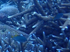 Pomacentrus lepidogenys