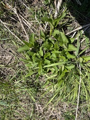 Hasteola suaveolens