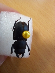 Dorcus parallelipipedus