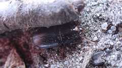Harpalus