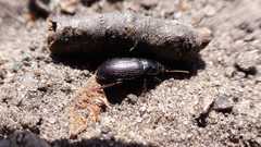 Harpalus