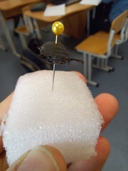 Dorcus parallelipipedus