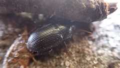 Harpalus