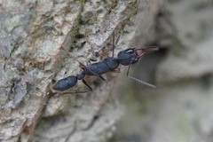 Harpegnathos venator