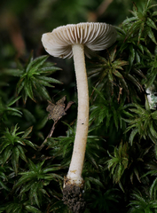Inocybe occulta