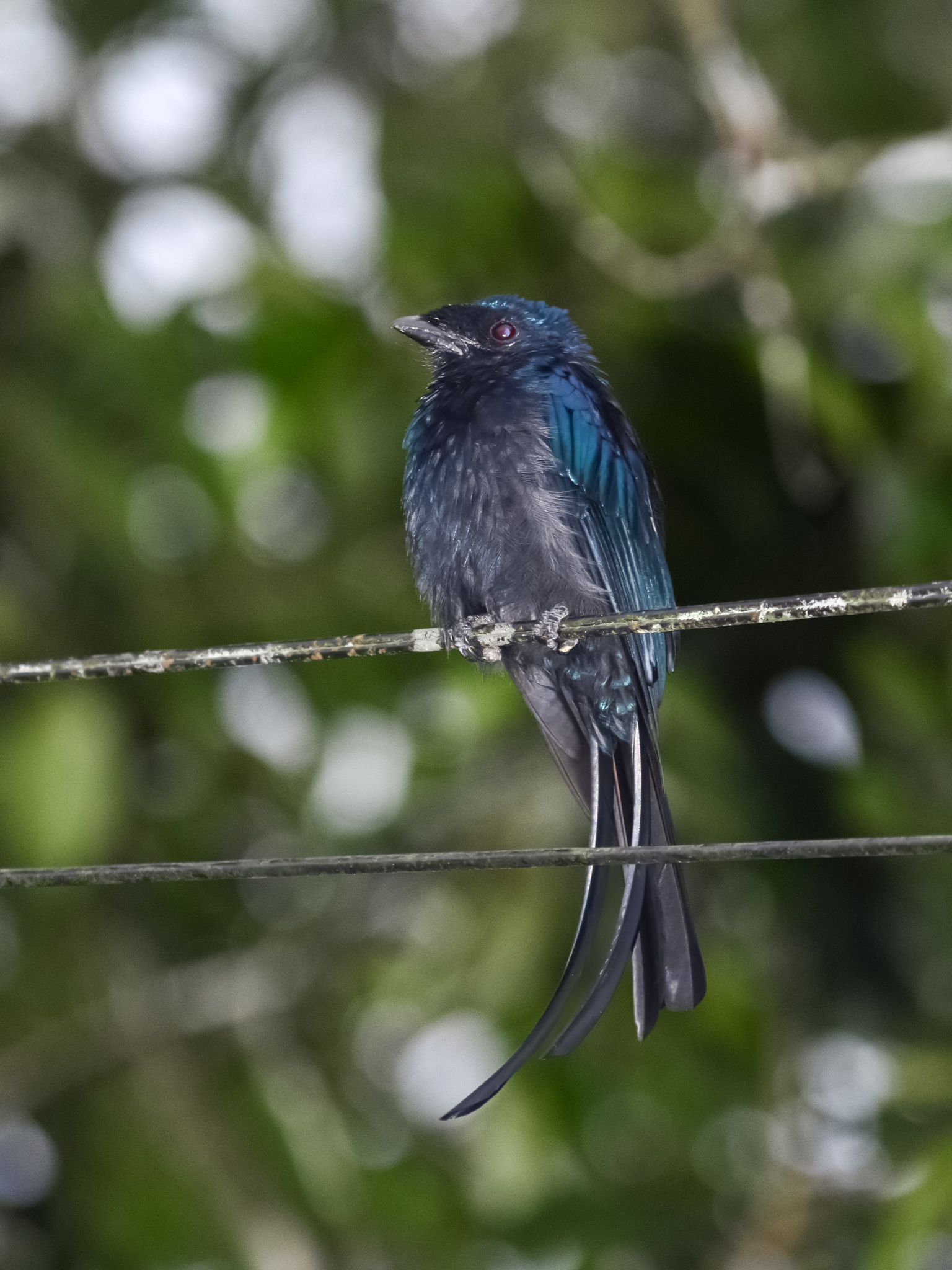 Lesser Racket-tailed Drongo