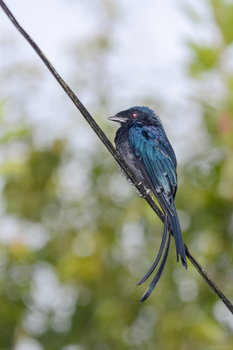 Spateldrongo (Dicrurus remifer)