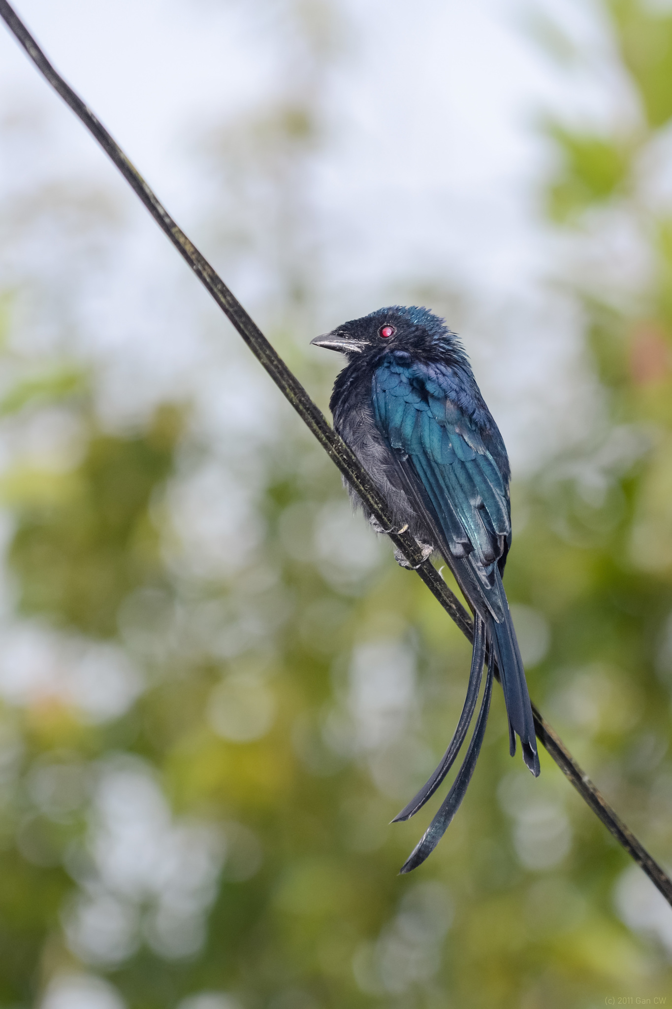 Lesser Racket-tailed Drongo