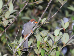 Pterorhinus mitratus