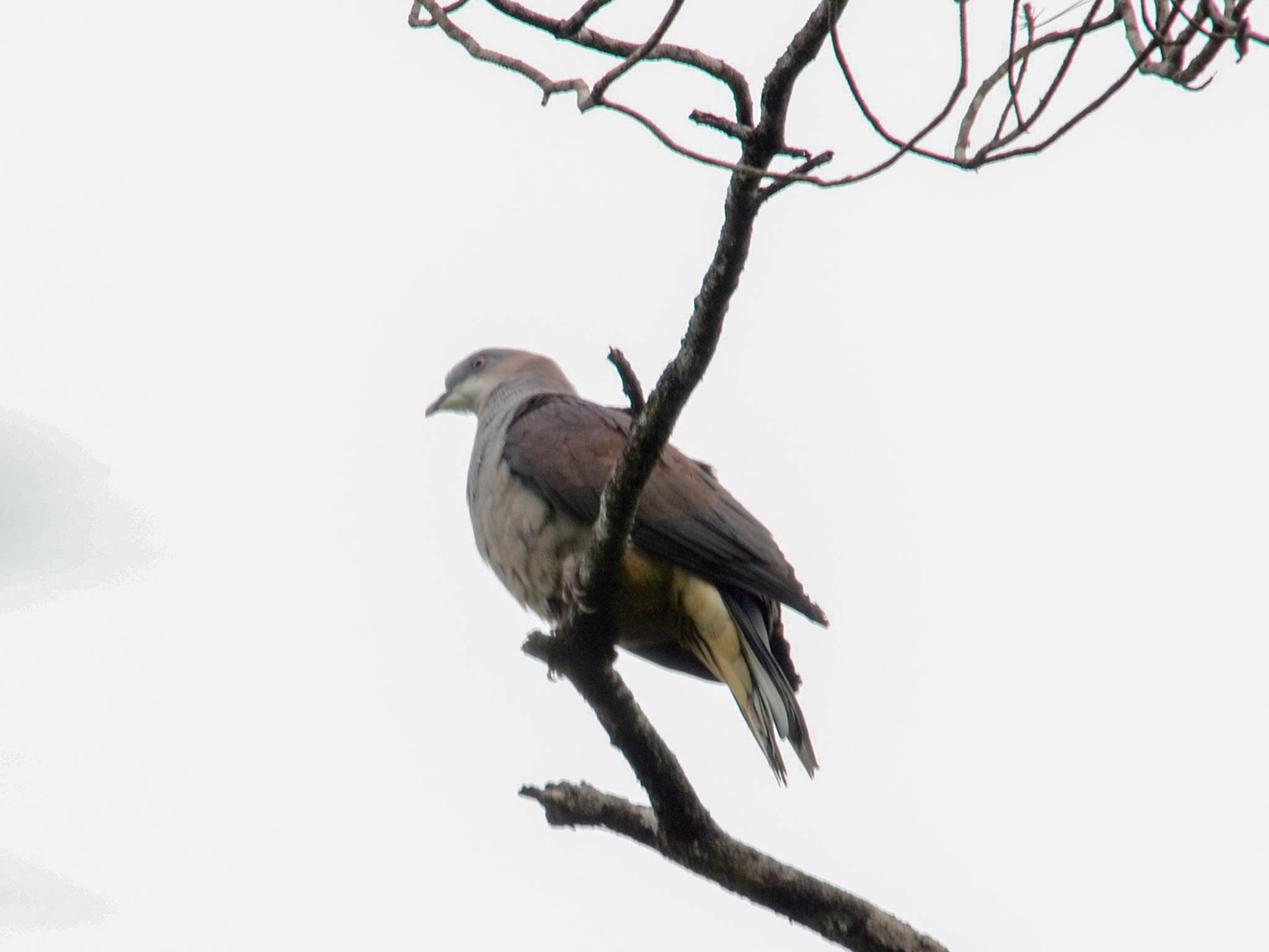 Mountain Imperial Pigeon