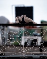 Streptopelia decaocto