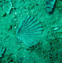 Pecten