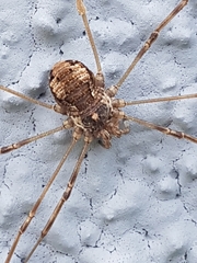 Dasylobus graniferus